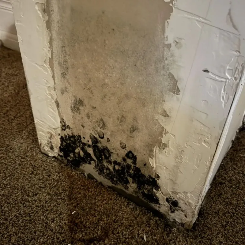 Professional Mold Removal in Kirbyville, TX